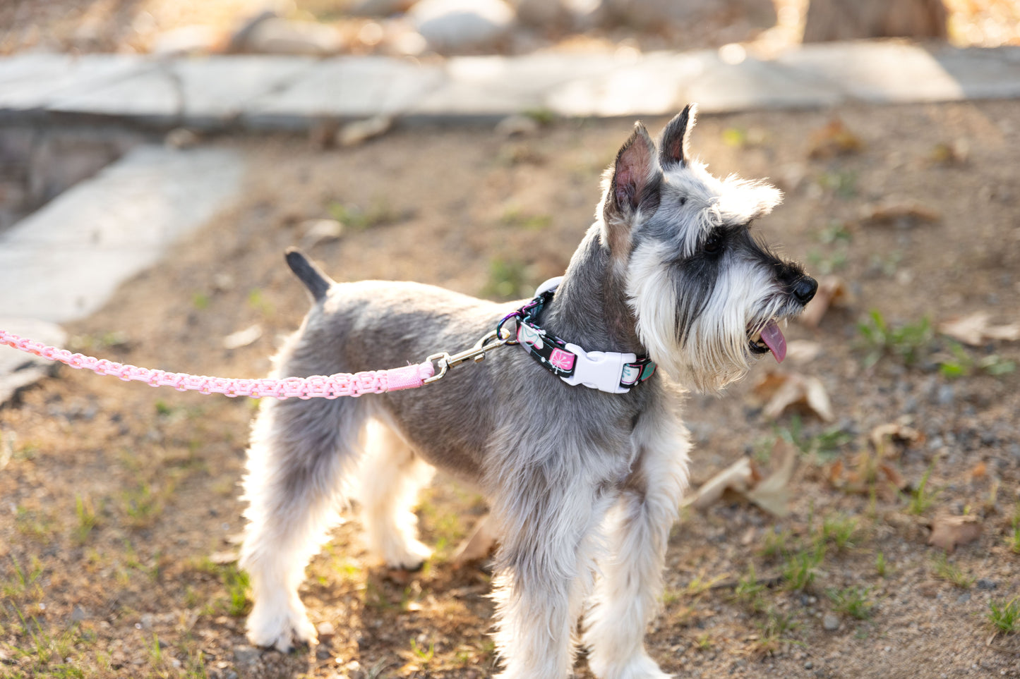 Retro Bloom Dog Collar