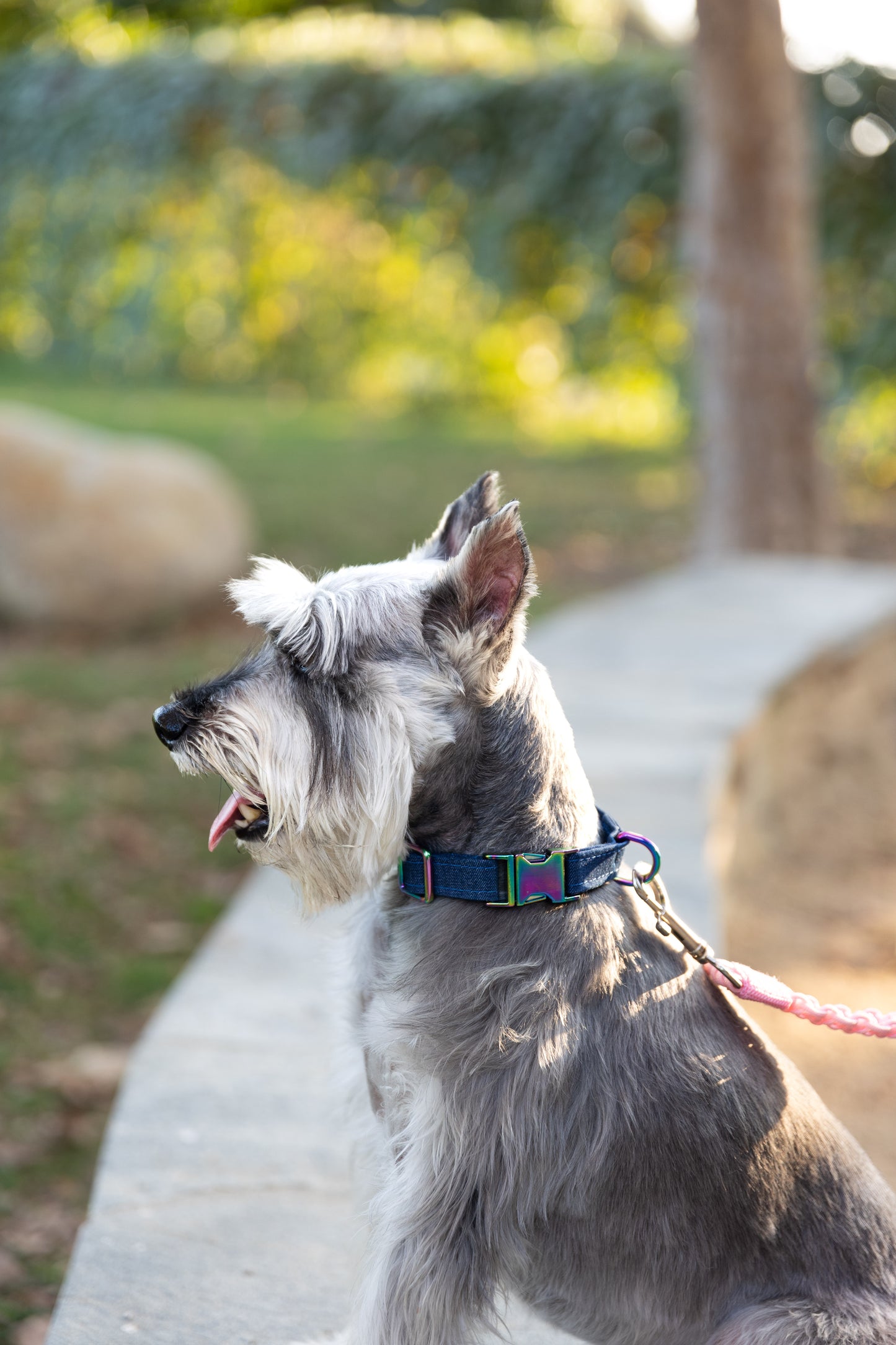 Denim Dog Collar